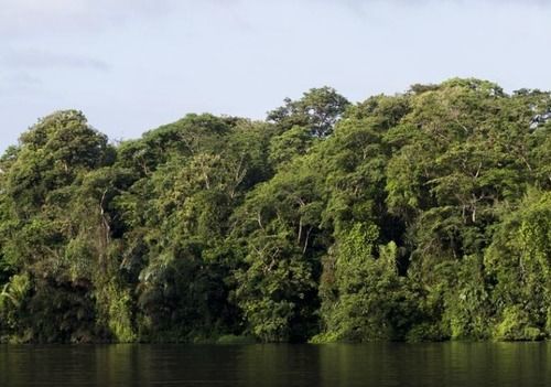 Miss Junies Lodge Tortuguero Buitenkant foto